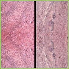 Indian Quartzite Tiles